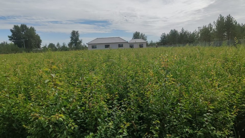 【酸桃树苗】陕西靖边基地直供质量保证货源充足成活率高