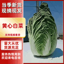 456白菜黄心白菜基地直供专业码菜工装车品质保障欢迎联系