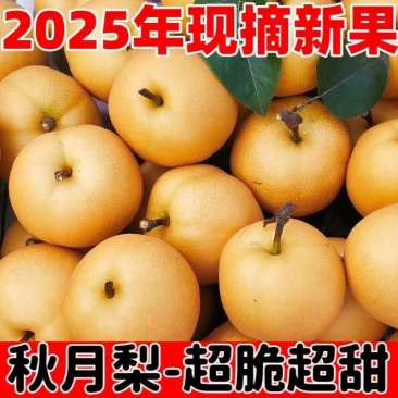 大量供应秋月梨现货90mm以上，货源充足，欢迎联系