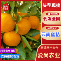 【实在甜】无核蜜桔万亩果园湖北大量出货口感甜市场商超