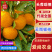 【实在甜】无核蜜桔万亩果园湖北大量出货口感甜市场商超