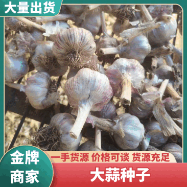 【存活率高】供应优质大蒜种皮好瓣大价格优惠常年供应