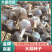 【视频看货】川蒜蒜种量大从优对接种植户合作社