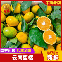 精品云南蜜橘薄皮无核多汁产地柑桔橘子欢迎来电