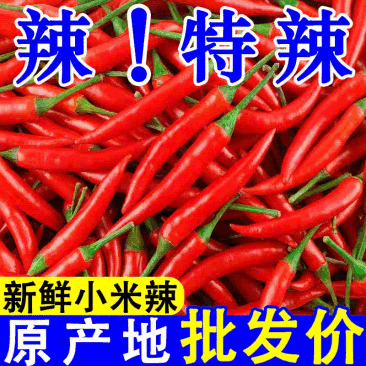 河南精品新鲜小米辣鲜辣椒原产地批发价一手货源新鲜饱满