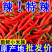 河南精品新鲜小米辣鲜辣椒原产地批发价一手货源新鲜饱满
