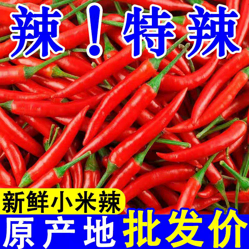河南精品新鲜小米辣鲜辣椒原产地批发价一手货源新鲜饱满