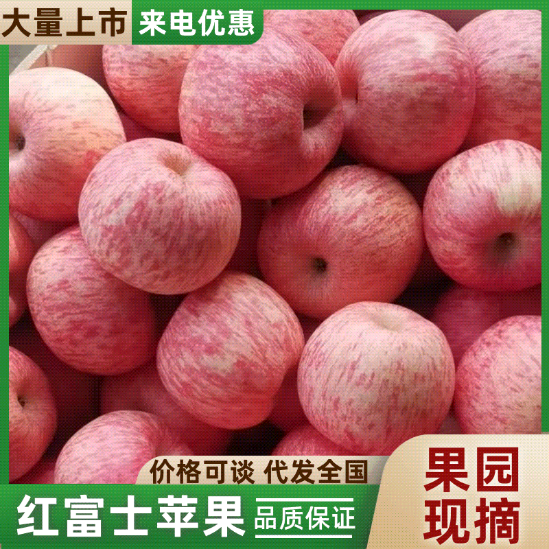 【实力货源】山东红富士苹果规格齐全货源充足常年出货欢迎联系