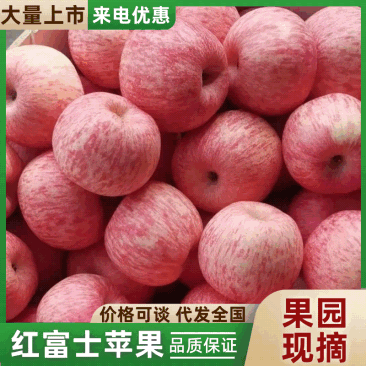 【常年卖】红富士苹果纸袋纸加膜皮薄脆甜商超供货