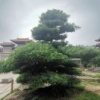邱钦劲的一亩田店铺