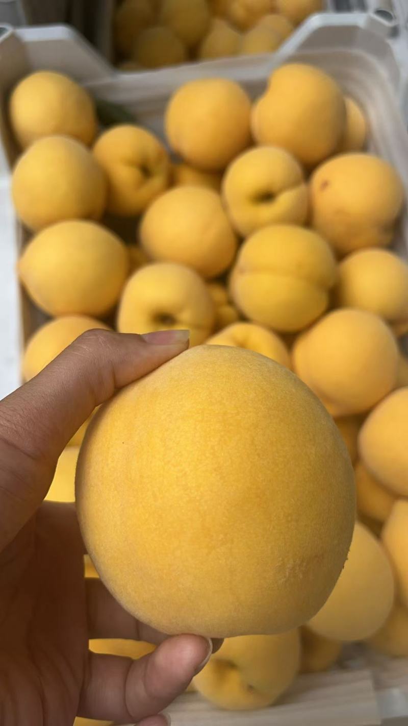 山东黄桃精品黄桃基地一手货源可视频看货全国发货