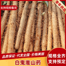 广西淮山药白鬼大量上市种植户一手货源对接全国大小市