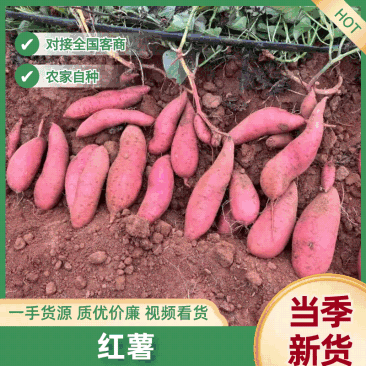 红薯.地瓜,紫薯.西瓜红.大量货源,质量保证,代发全国