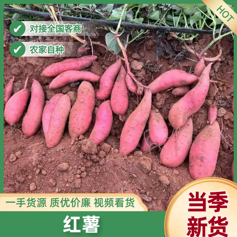 红薯.地瓜，紫薯.西瓜红.大量货源，质量保证，代发全国