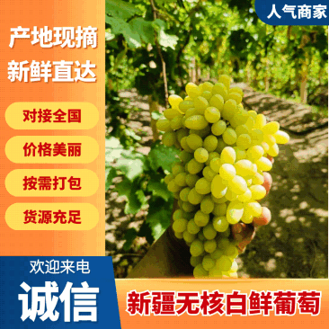 吐鲁番无核白鲜葡萄（小蜂蜜）大量有货基地直供品质优欢迎咨