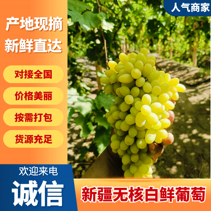 吐鲁番无核白鲜葡萄（小蜂蜜）大量有货基地直供品质优欢迎咨