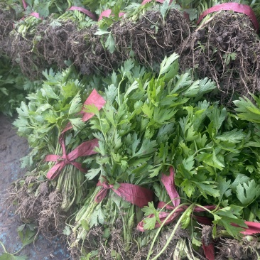 芹菜苗法国皇后西芹苗根白叶净陆地冷棚暖棚大量出货批发