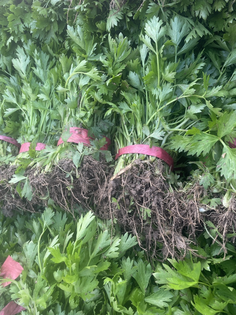芹菜苗法国皇后西芹苗根白叶净陆地冷棚暖棚大量出货批发