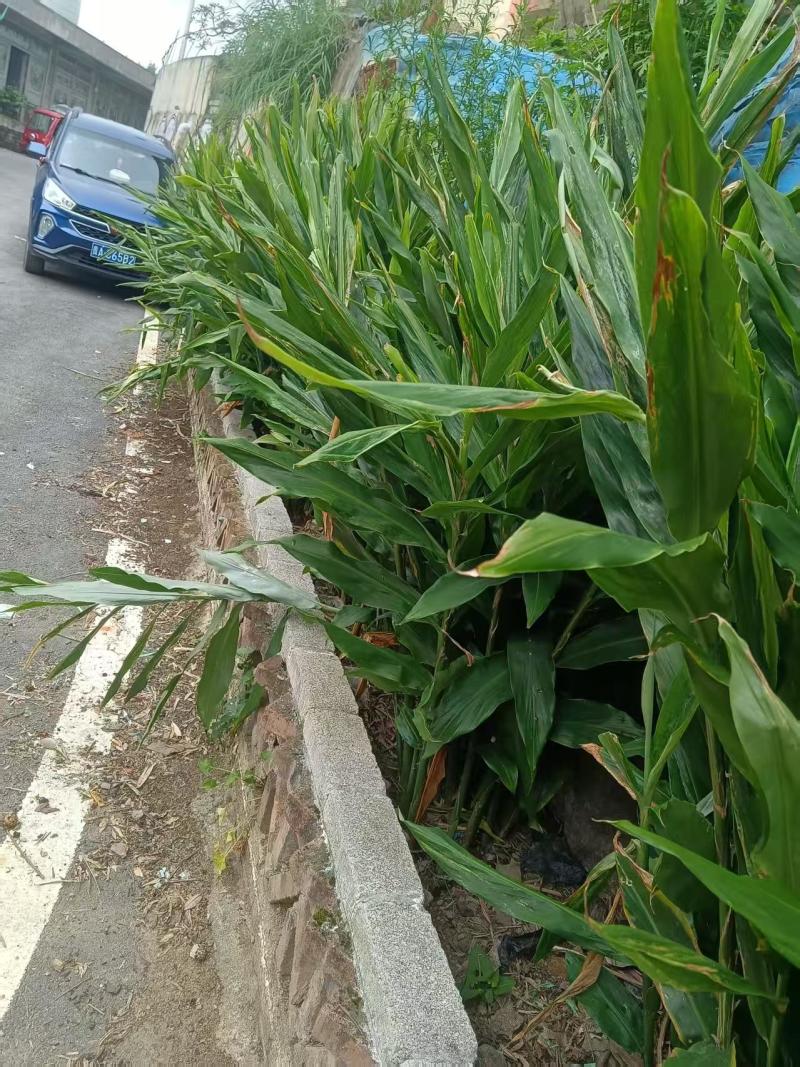 贵州洋荷品质保证服务周到产地直发价格美丽