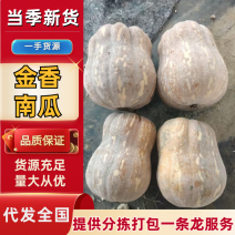河南小金香南瓜软糯香甜新鲜上市价格美丽质量好走货快热卖中