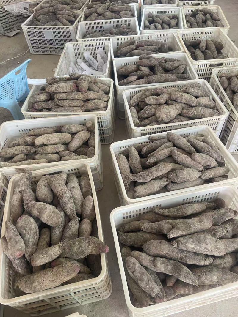【实力供应】江西紫玉淮山药零售批发一件代发包邮量大从优