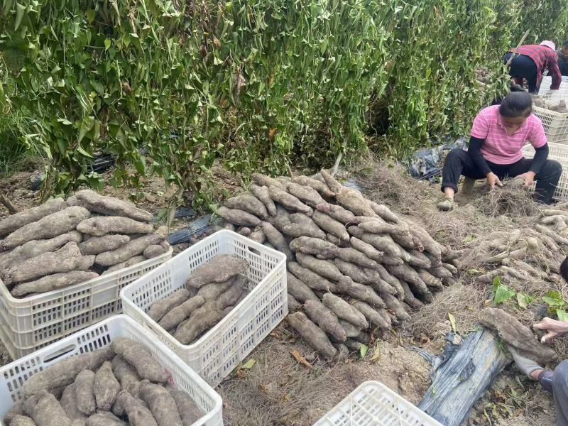 【实力供应】江西紫玉淮山药零售批发一件代发包邮量大从优