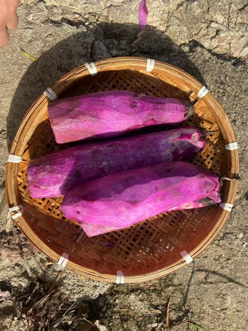 【一件代发】包邮紫玉淮山药产地直发一条龙服务保质保量