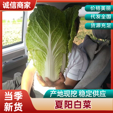 大白菜产地供应货源充足量大从优质量保证诚信经营