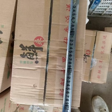 大荔冬枣新鲜脆甜冬枣青枣特级鲜枣孕妇水果批发
