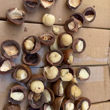 夏威夷果各种规格电商一件代发