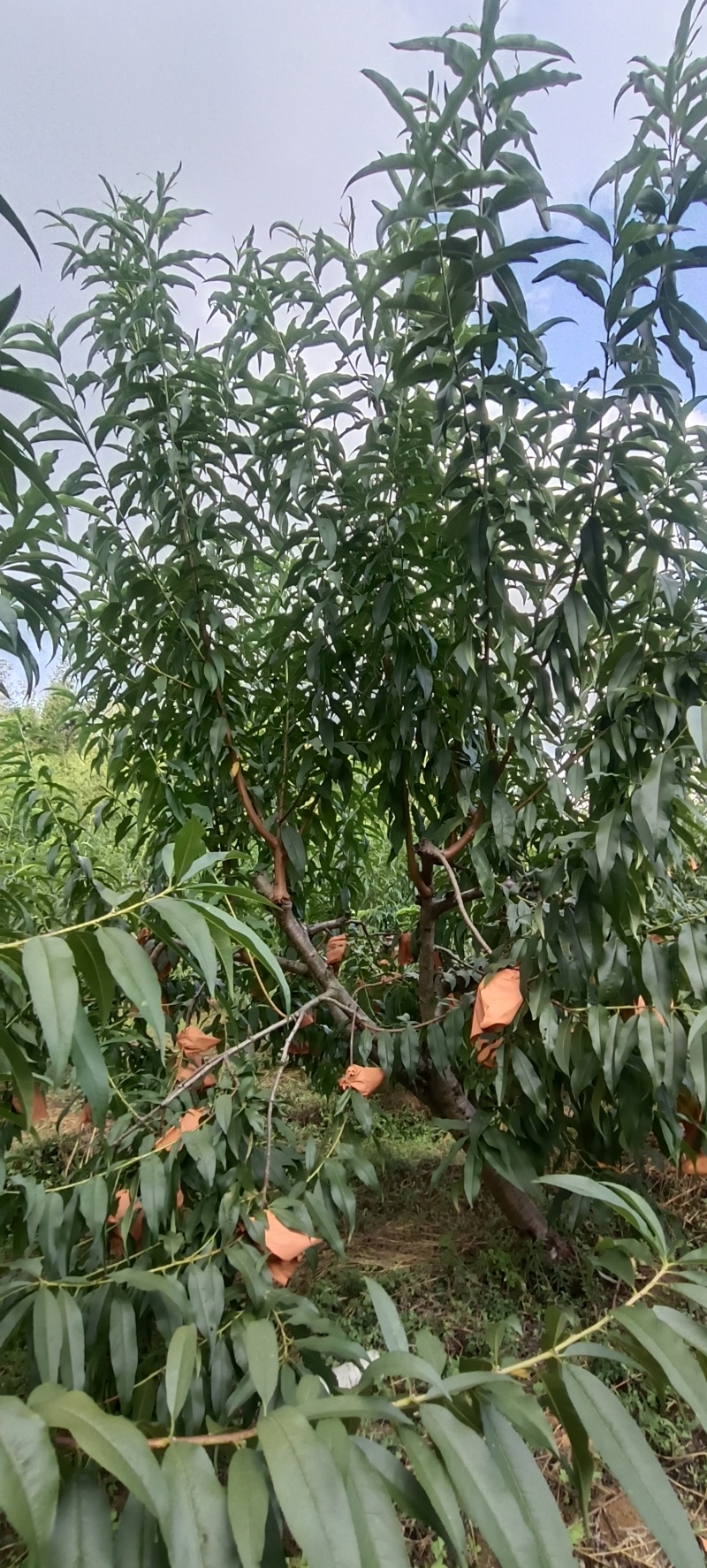 【农户自种】湖南张家界锦绣黄桃新鲜采摘欢迎来电咨询