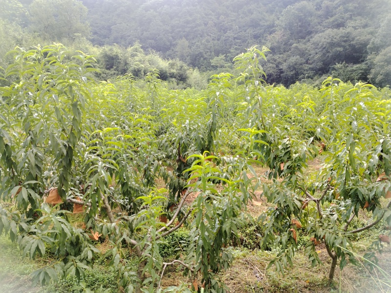 【农户自种】湖南张家界锦绣黄桃新鲜采摘欢迎来电咨询