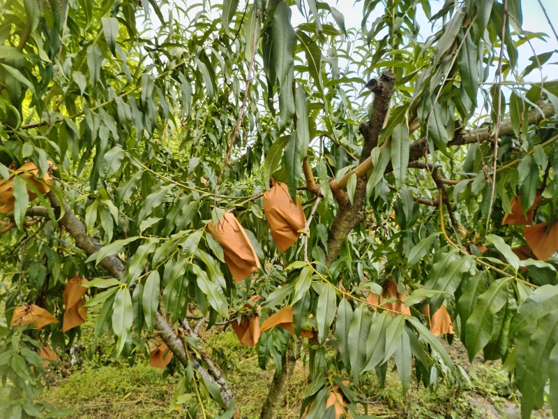 【农户自种】湖南张家界锦绣黄桃新鲜采摘欢迎来电咨询
