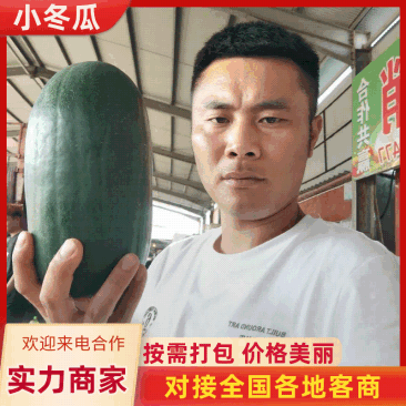 山东精品冬瓜水果冬瓜，代发全国视频看货，欢迎致电