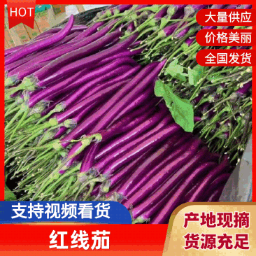 山东精品红线茄大量上市中，基地直发一手货源，视频看货致电