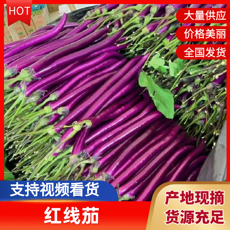 山东精品红线茄大量上市中，基地直发一手货源，视频看货致电