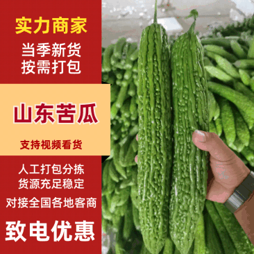 山东精品绿皮苦瓜大量上市中，一手货源量大价优，视频看货