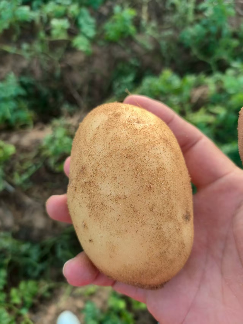 洋芋土豆，沃土，云南鲜货上市，大量出货品质保障价格优惠