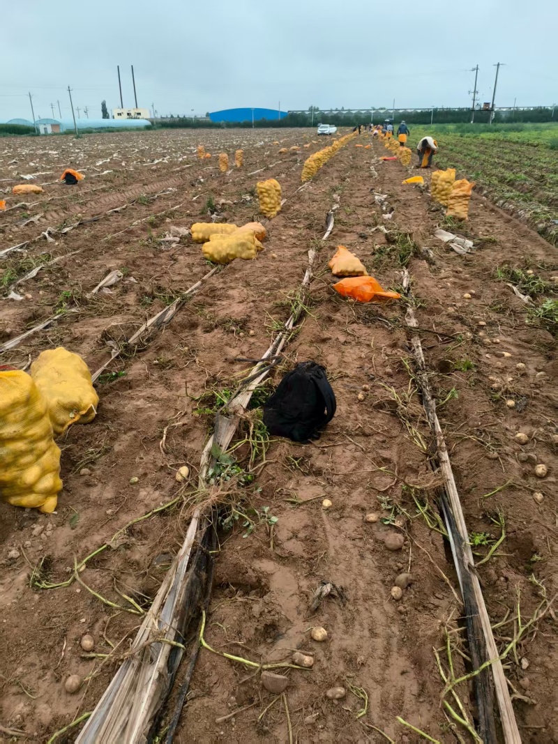 【实力鲜货】洋芋黄心土豆沃土V7精品红土地土豆三两起