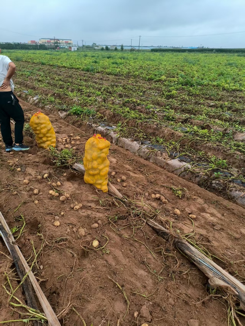 【实力鲜货】洋芋黄心土豆沃土V7精品红土地土豆三两起