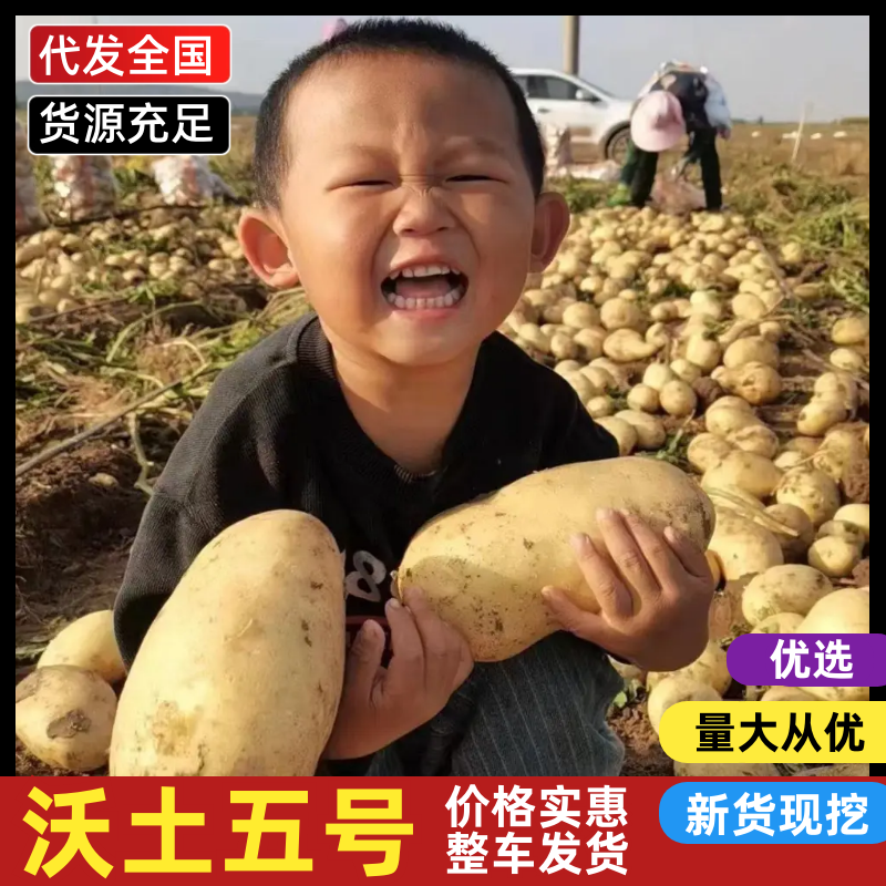 精品内蒙土豆沃土五号实验1V7等一手货源，基地直发，量大