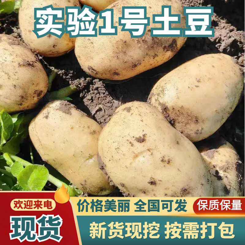 实验1号土豆，内蒙土豆大量供应，产地直发，一手货源，咨询
