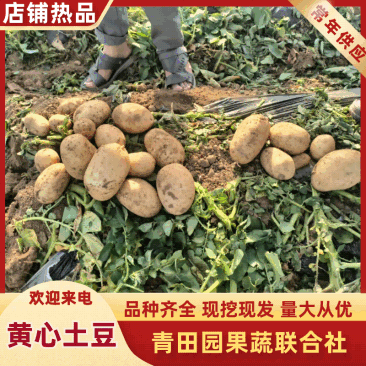 【实力鲜货】洋芋黄心土豆沃土V7精品红土地土豆三两起