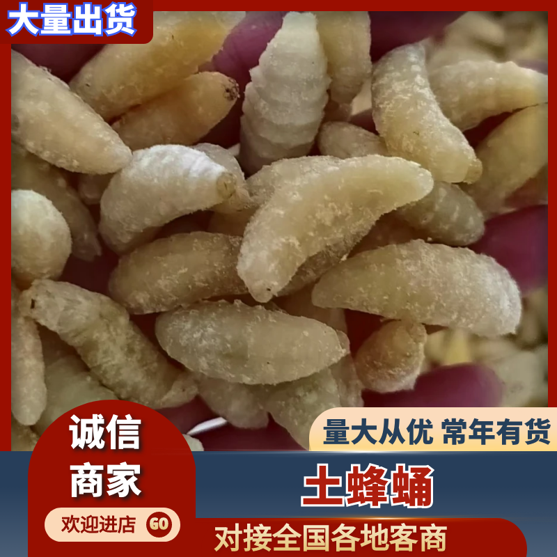精品蜂蛹，土蜂蛹，树蜂蛹新鲜冷冻全年供应品质好价格低