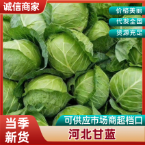 河北甘蓝大量上市中，新鲜直发视频看货，欢迎致电