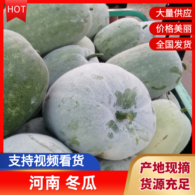 河南黑皮冬瓜大量上市中，产地一手货源视频看货，对接全国