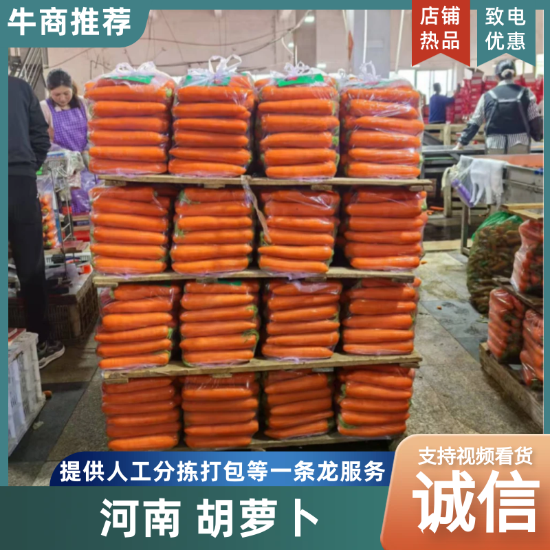 河南胡萝卜精品大量上市中，产地一手货源视频看货，对接全国