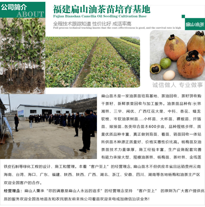 卖野生山茶油茶果收购茶油茶籽回收大果红花中小茶籽