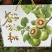 四川精品礼盒装红心猕猴桃，量大价优，营养丰富