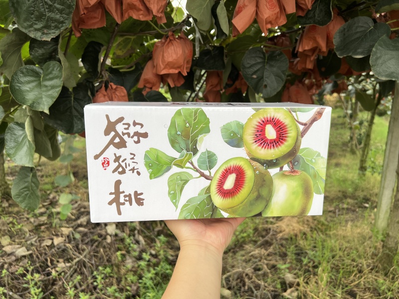 四川精品礼盒装红心猕猴桃，量大价优，营养丰富